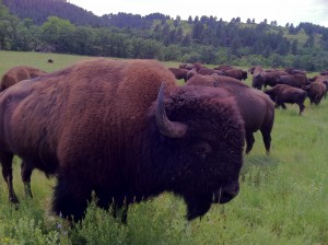 buffalo at custer state park