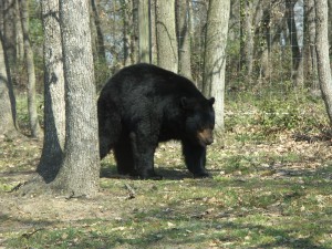 rving bear